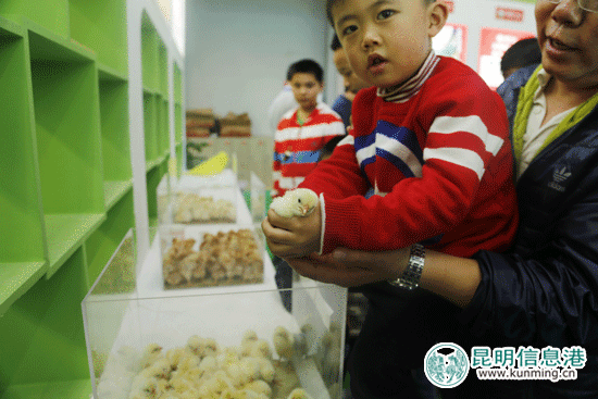 昆明農博會熱鬧堪比“雙十一” 市民嘗美食買特產